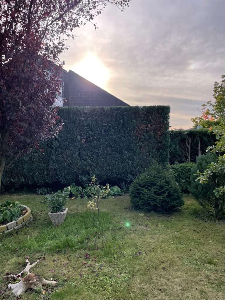 Heckenschnitt Hecke
