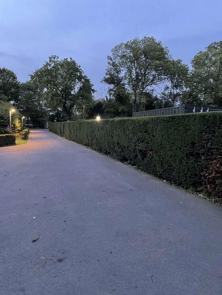 Heckenschnitt einer Eibenhecke