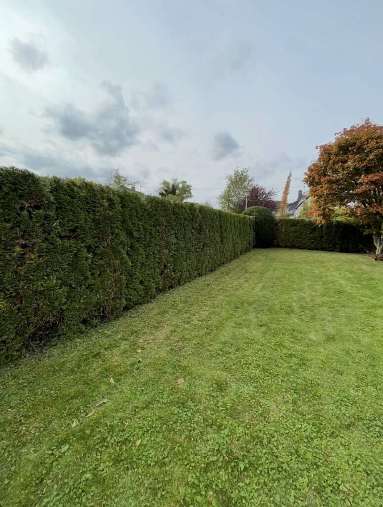 Thuja Hecke Formschnitt