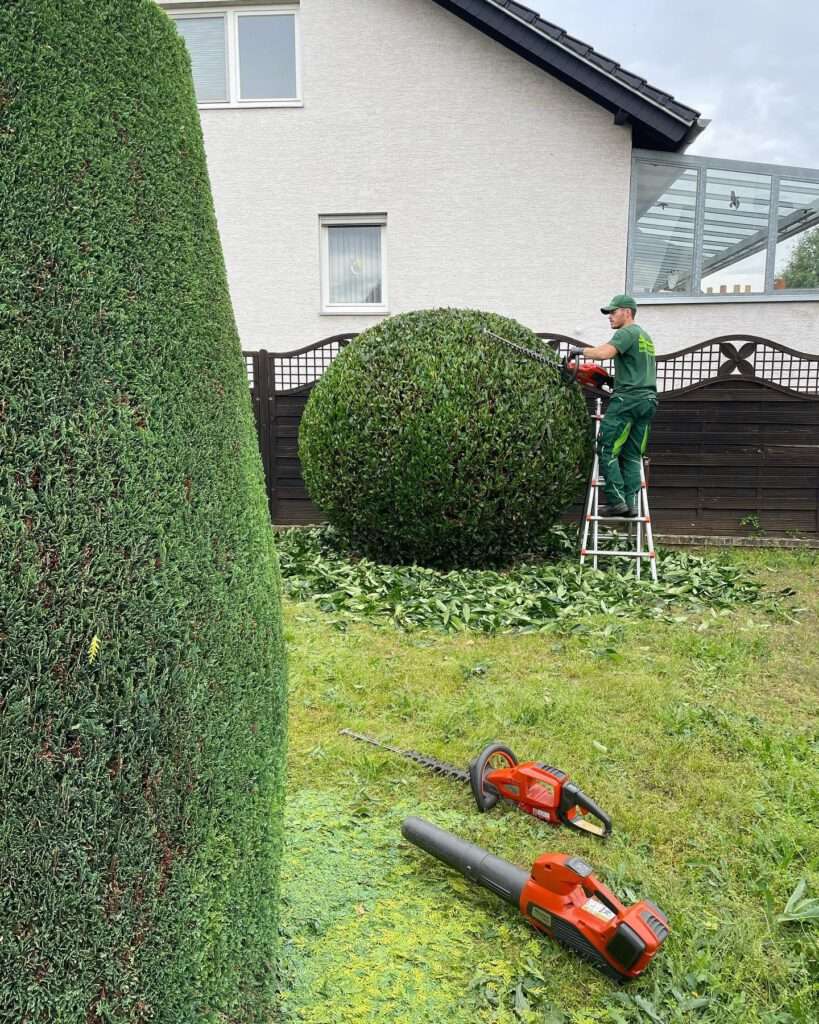Schnitt von einem Kirschlorbeer zu einem Formschnitt